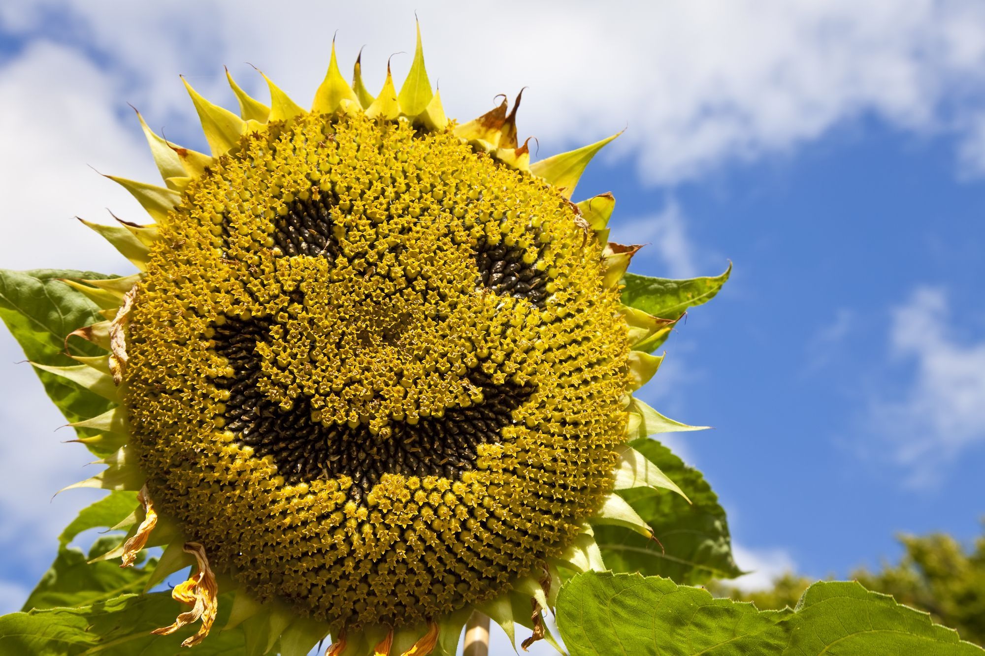 Sonnenblume als Checkliste für YouMeUnity-Retreats