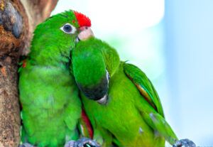 Valentine's Day Special - perhaps also in the realm of parrots
