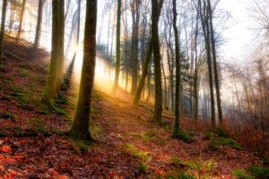 Die Seele berühren lassen - leicht möglich im Pfälzerwald bei Elmstein